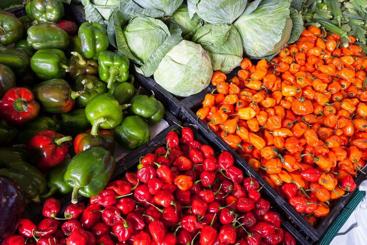 Green crops thriving in a greenhouse environment